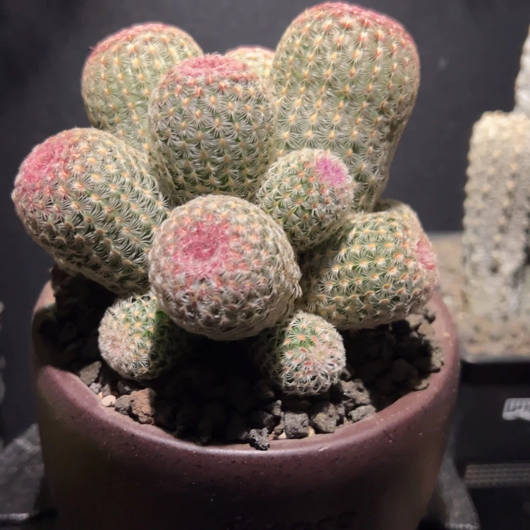 A21群生多头红太阳带盆土