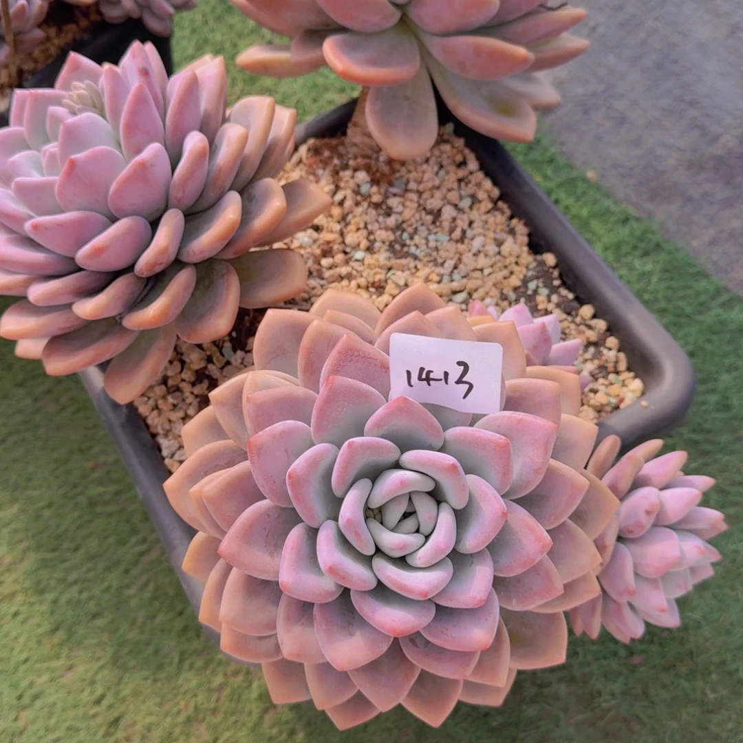 故****1413奥普琳娜送个盆换土