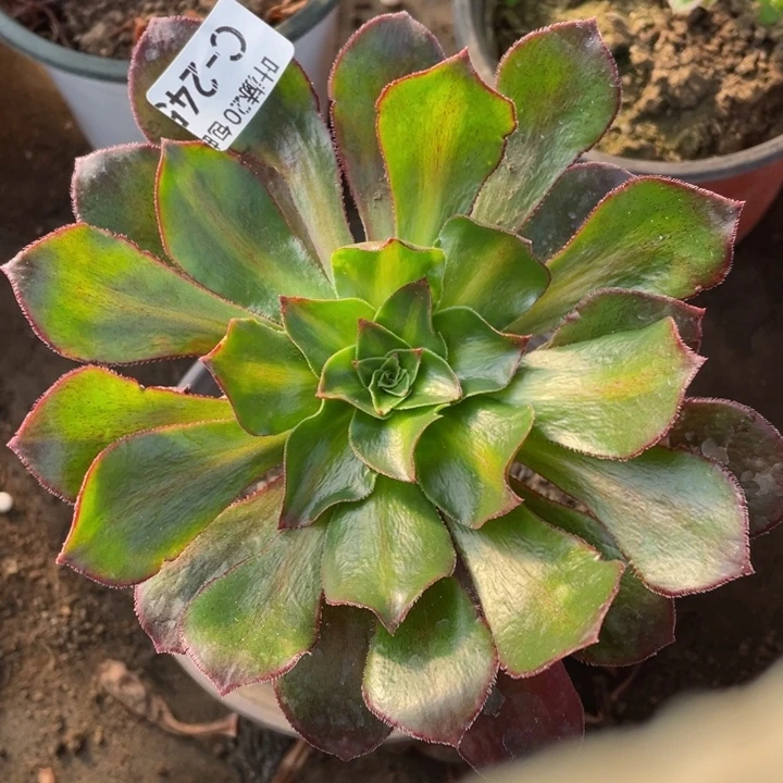 245魅影中班多肉1，cehhjquz