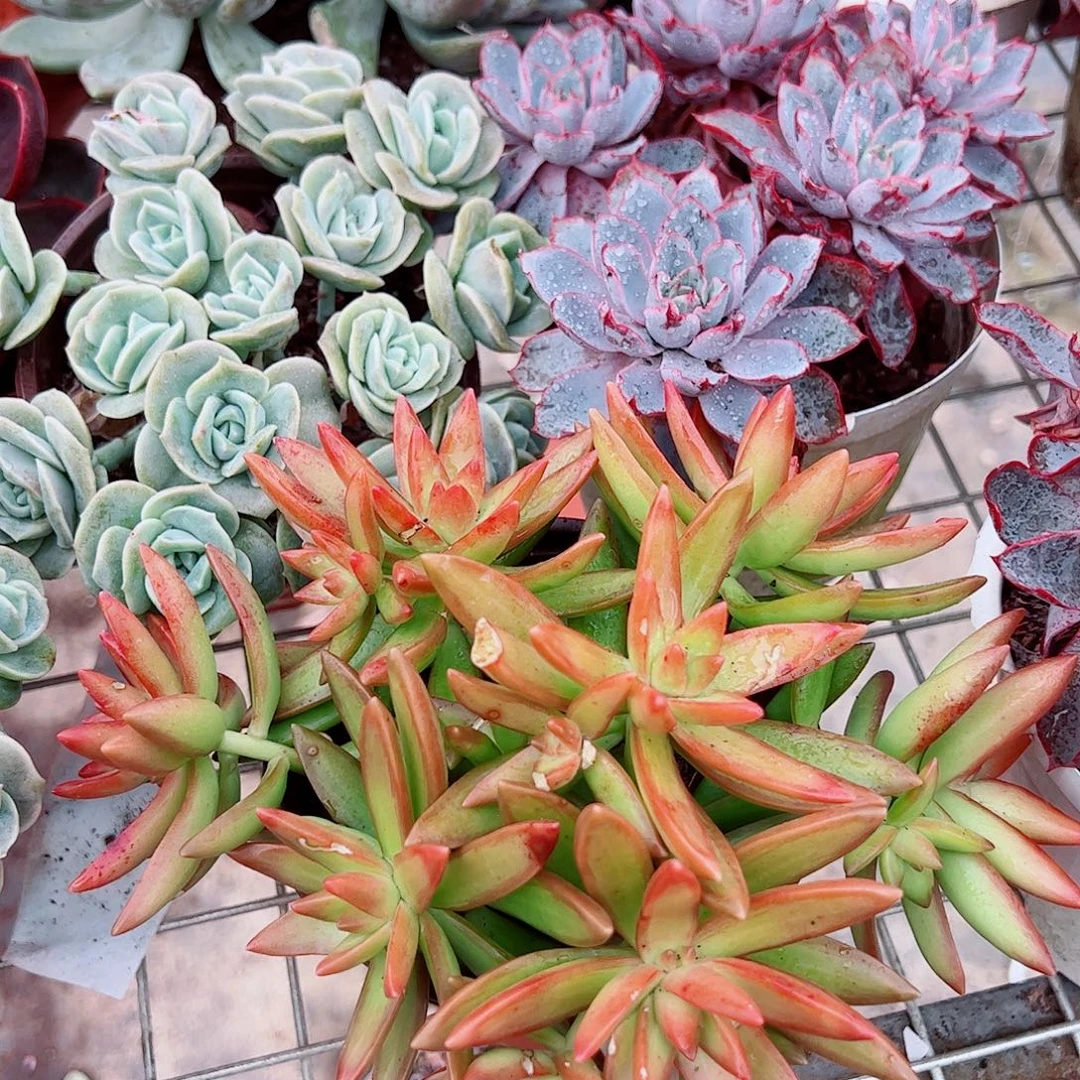 红日带盆土精品特价