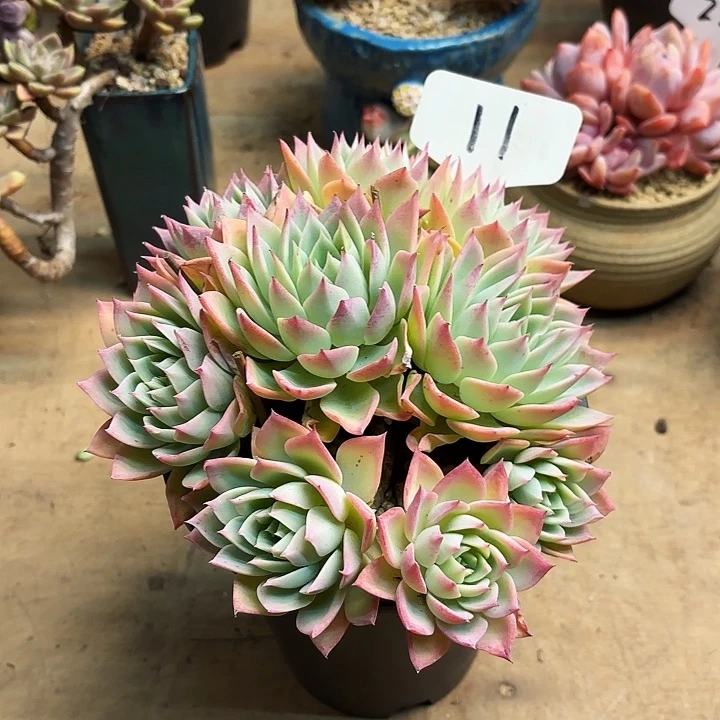 多肉植物，三色景11号