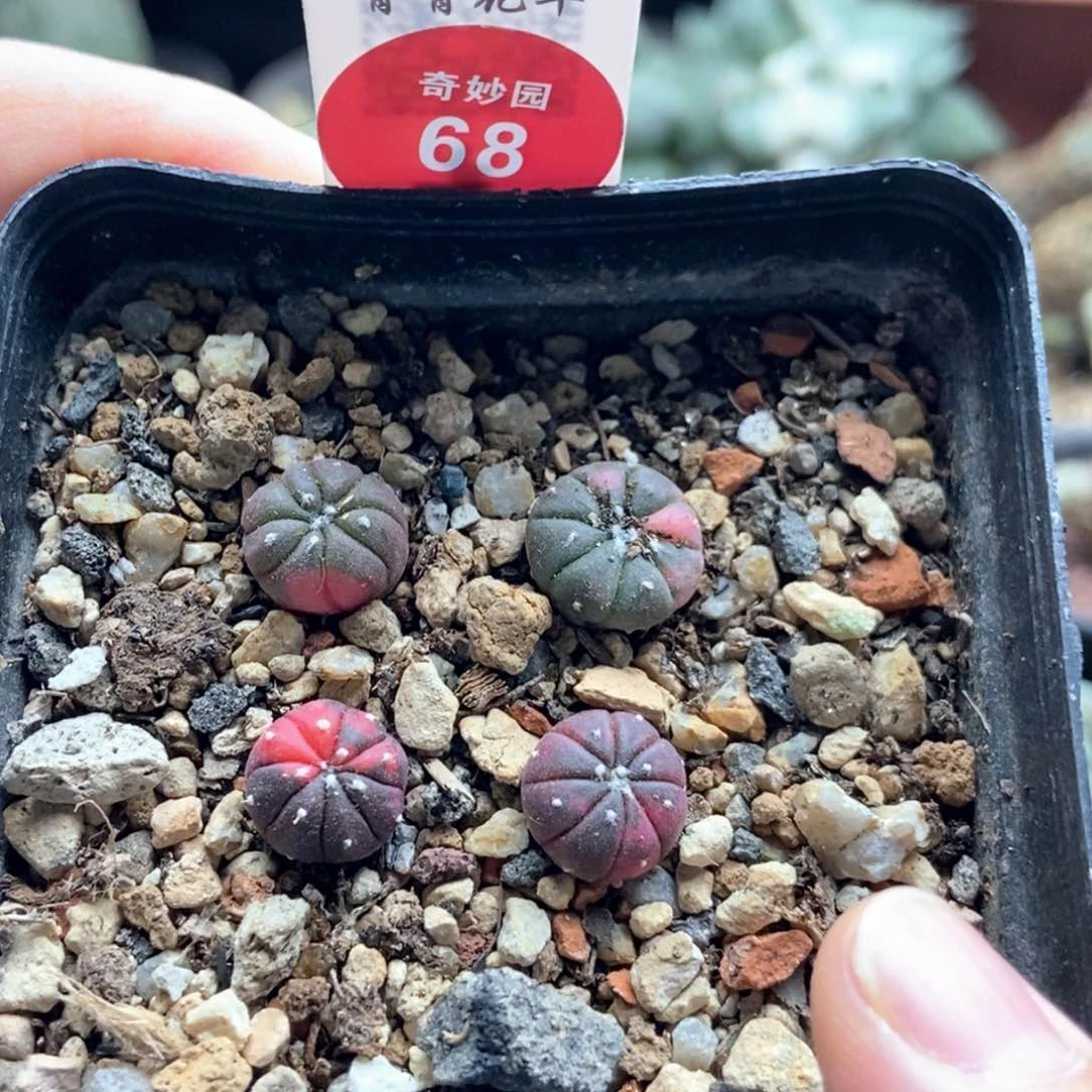 实兜锦四颗一盒打包