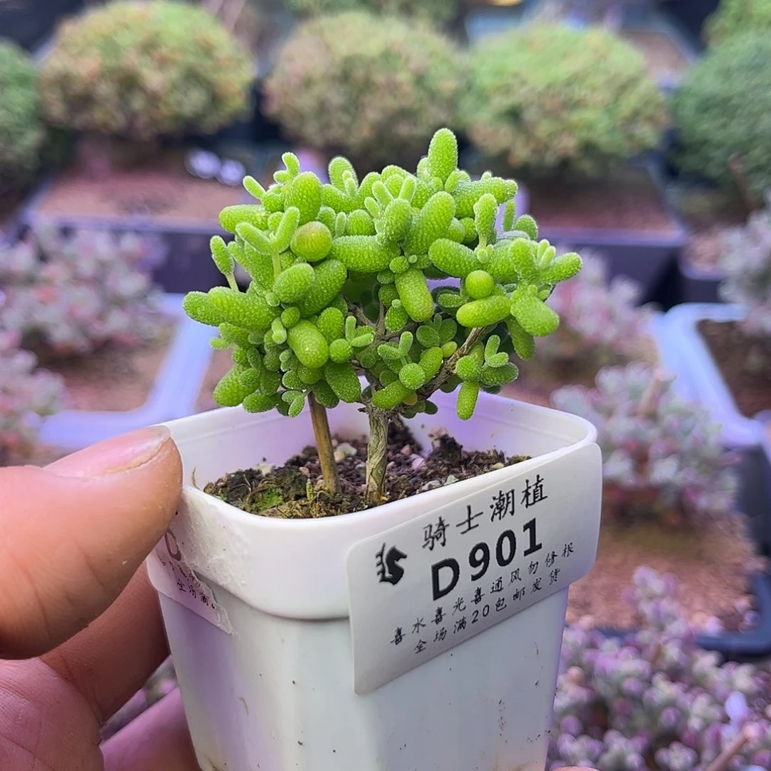 901金桔糖球枝干番杏