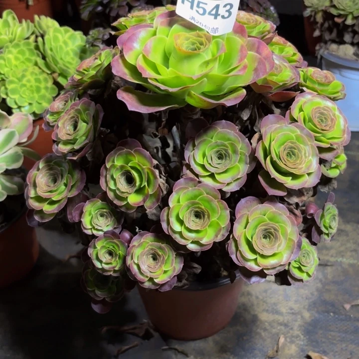 瑞妈多肉园艺543。魅金