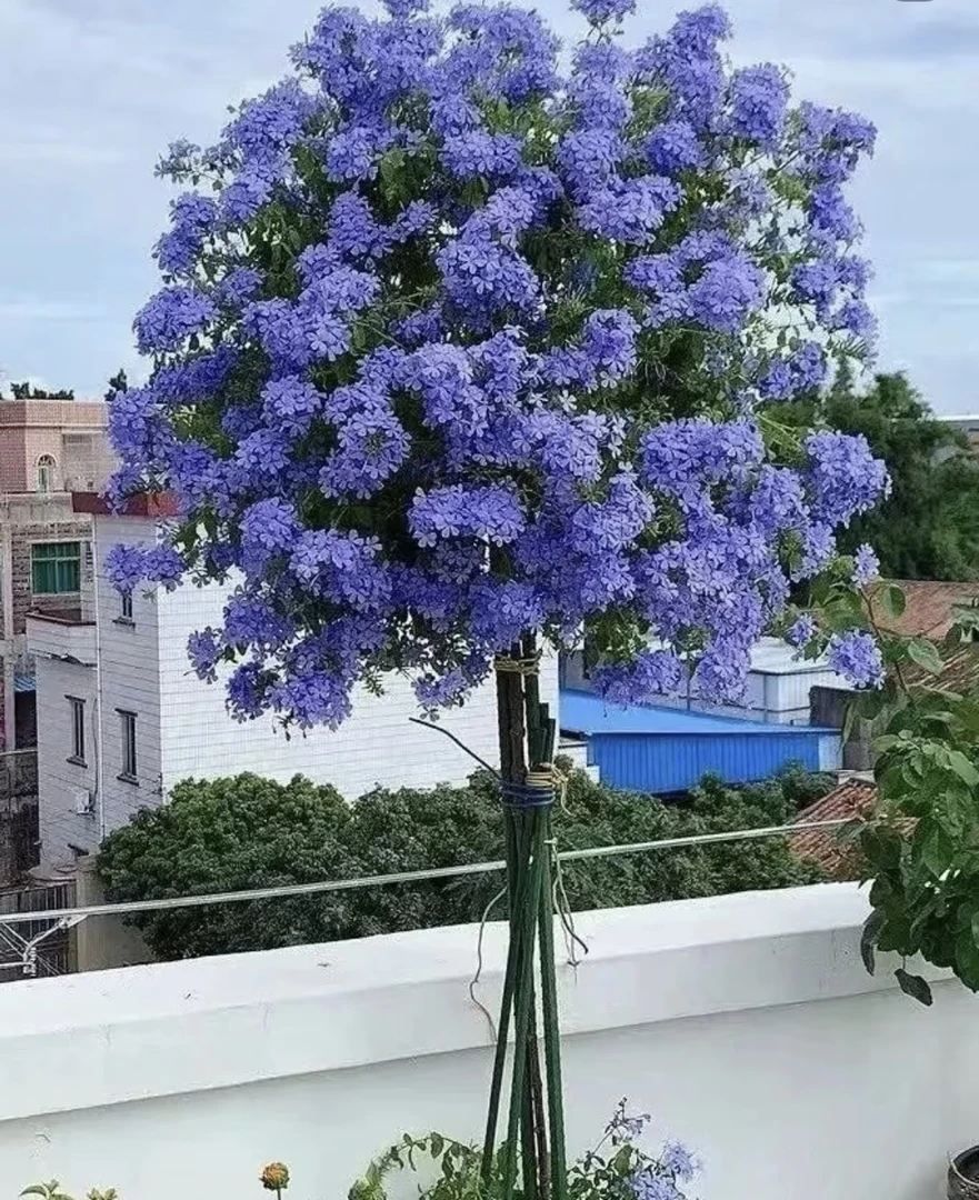 蓝雪花棒棒糖大苗