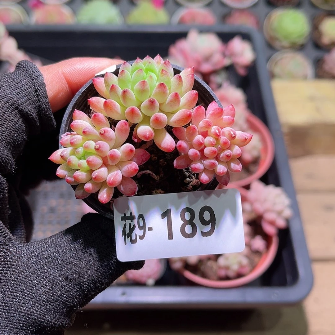 花09-189烟花三头