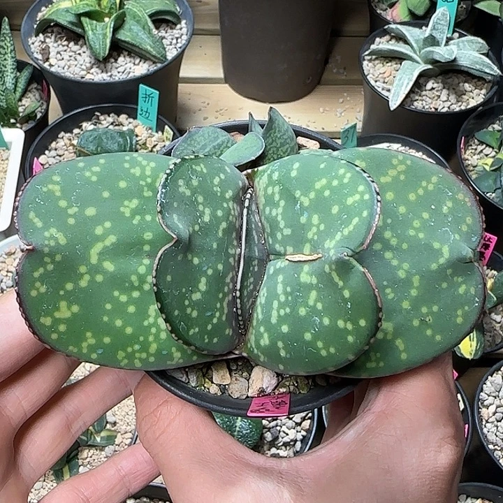 大型宽短厚叶卧牛带侧芽