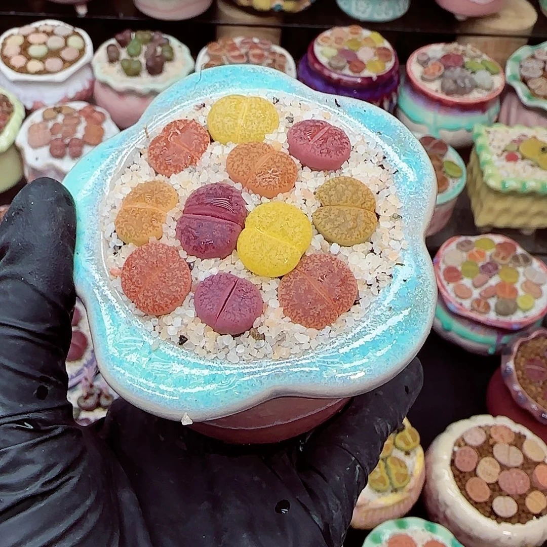 生石花满18包邮1218-27