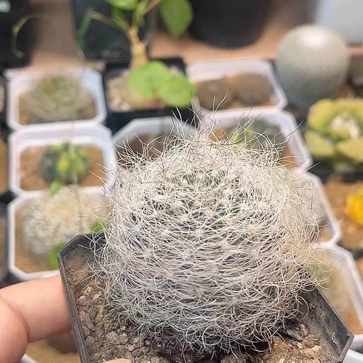 无花朵紫肌软刺狂刺银翁玉实生球，4.5