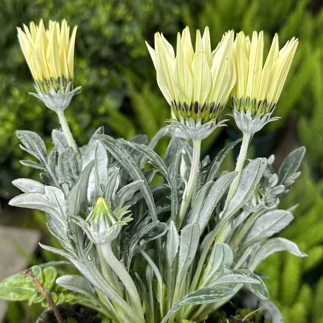 勋章菊【颜色不选】盆栽多年生易爆花新手易养护喜阳植物