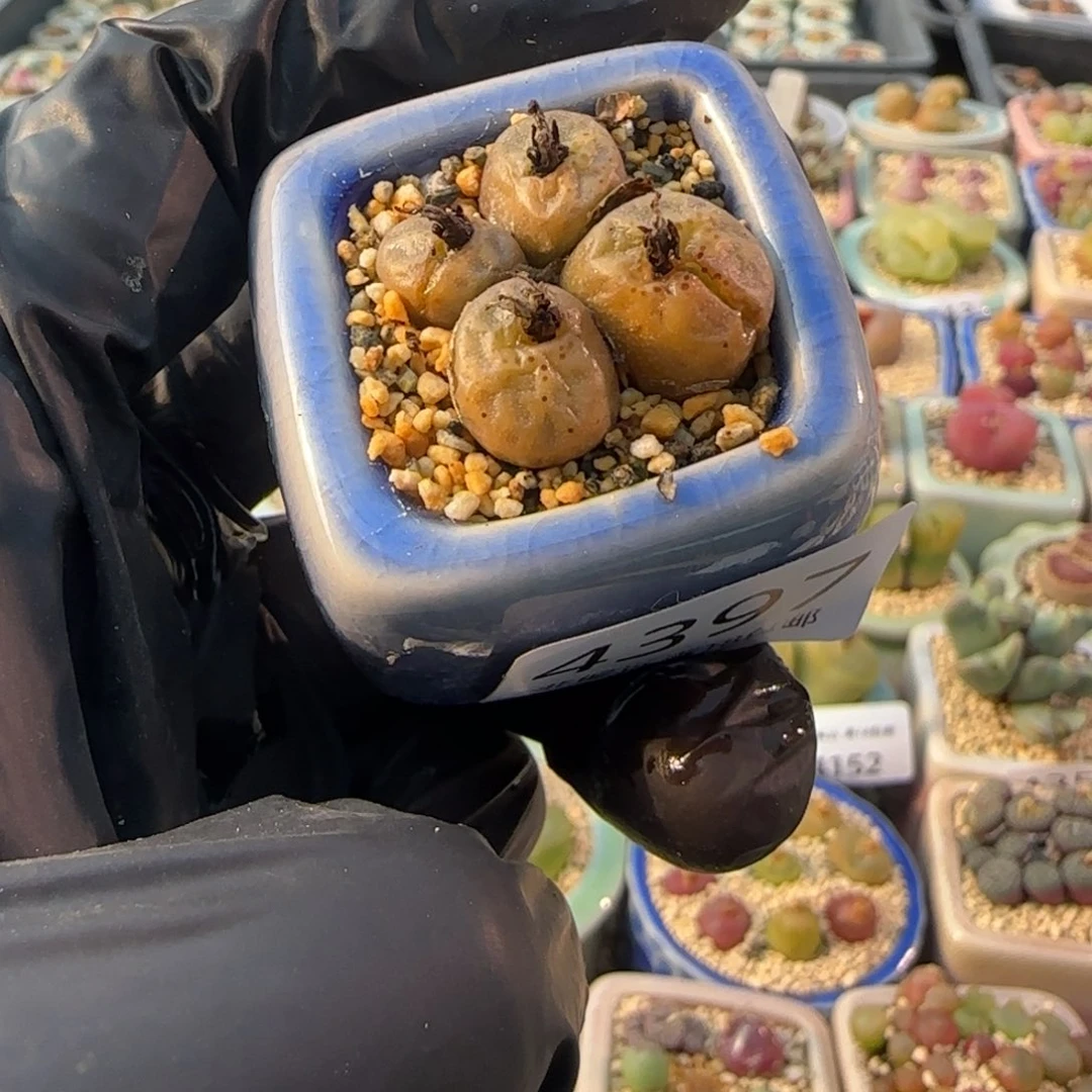 4397-一物一拍 带盆