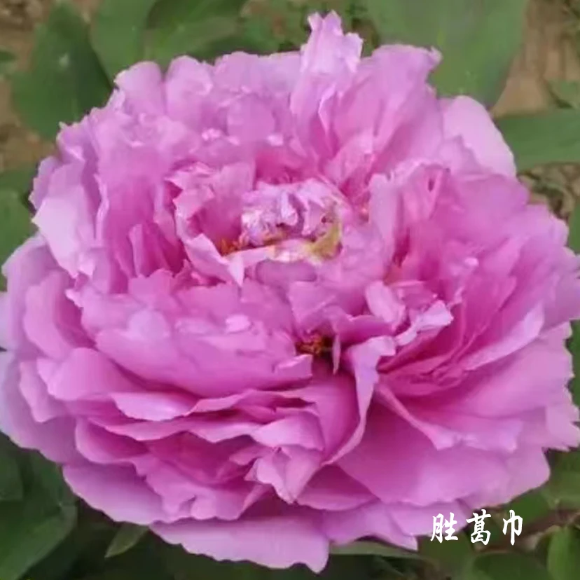 【胜葛巾】6加仑大盆— 6年苗以上（蓝紫红色）国内品种盆栽牡丹