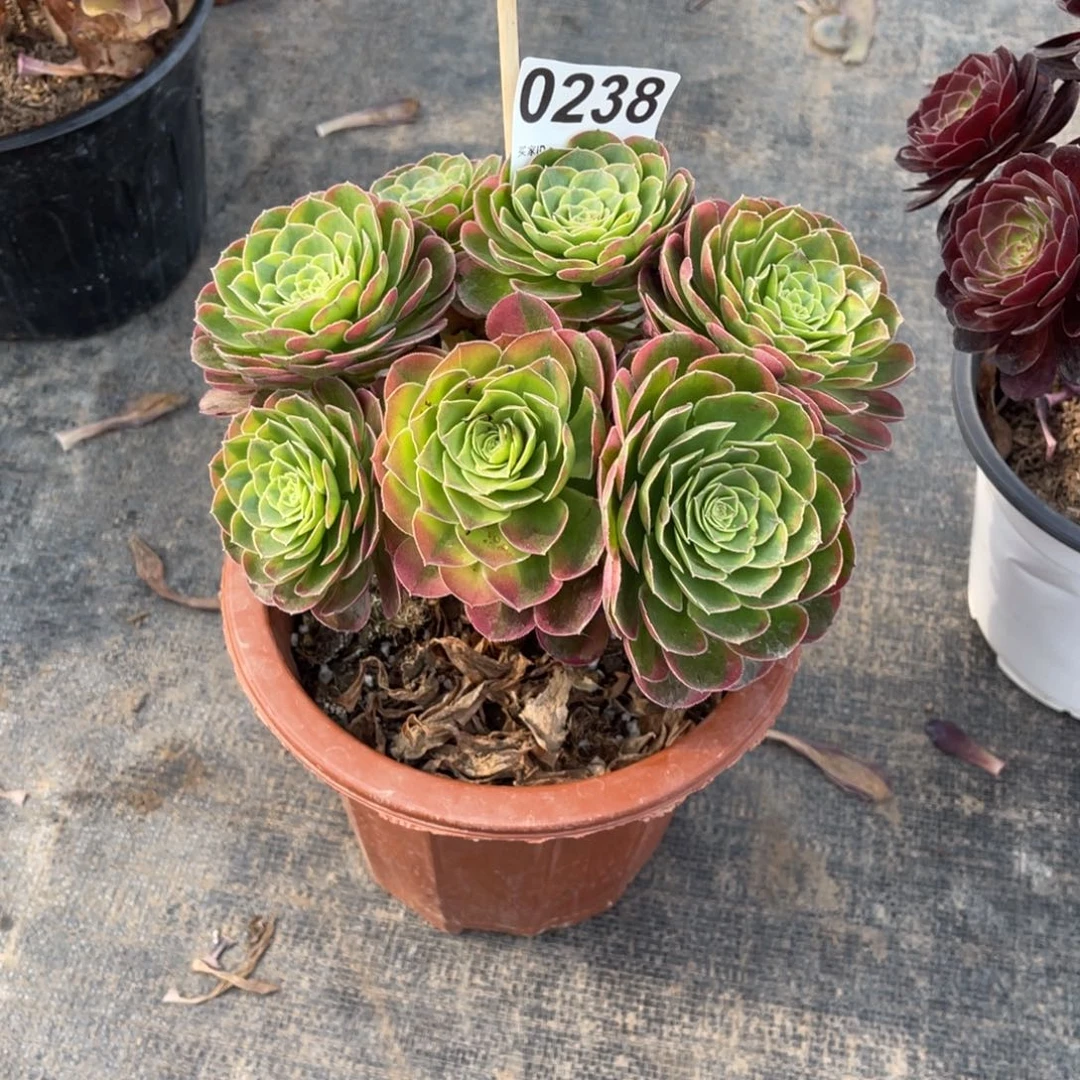 无花朵?**糖奶白8238