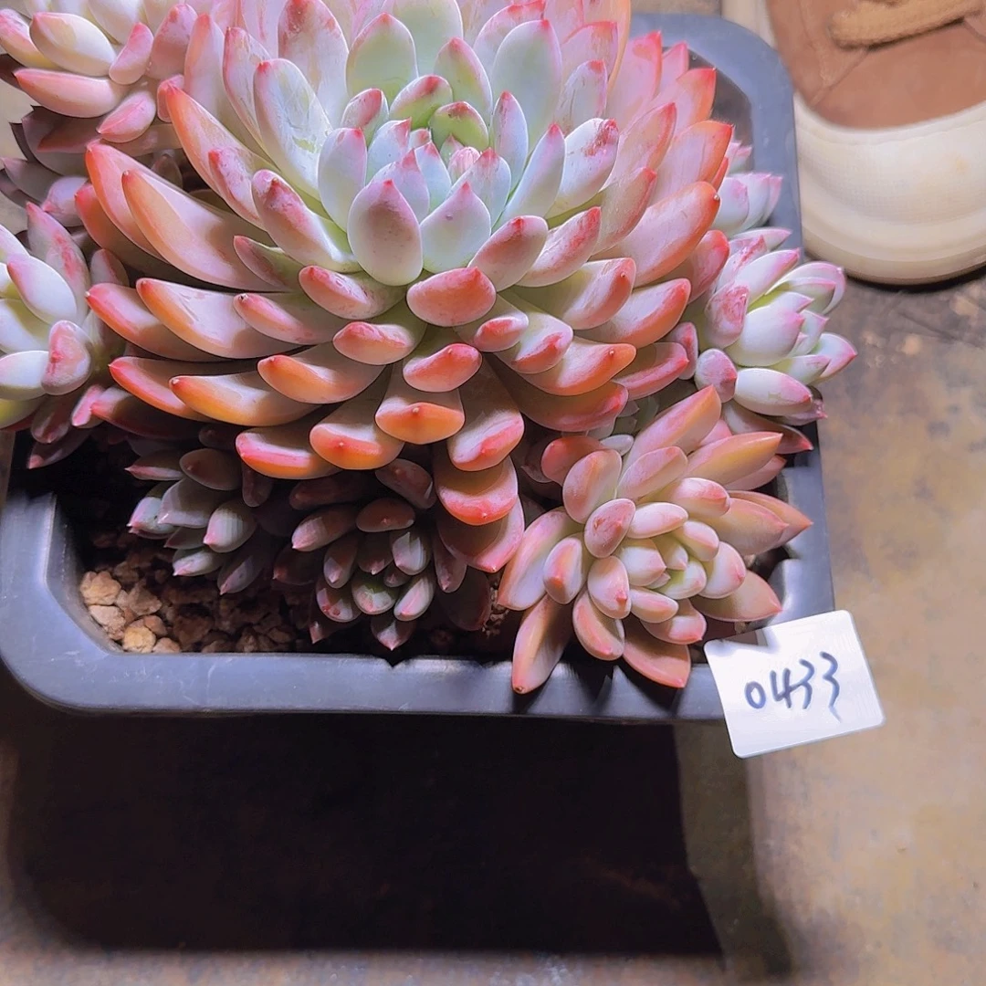 来***张0433美人杂多肉植物