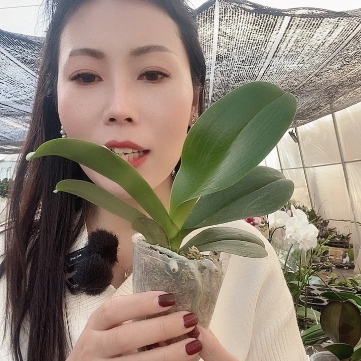 无花朵宙斯蝴蝶兰