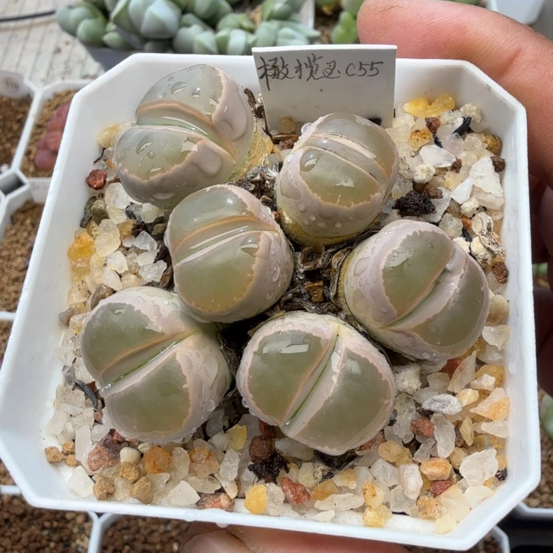 艾***y多肉植物多肉植物多肉植物