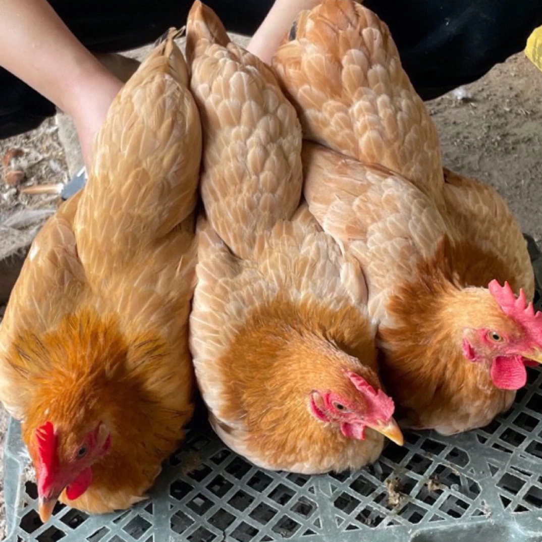 小曹家散养绿壳土鸡五个月