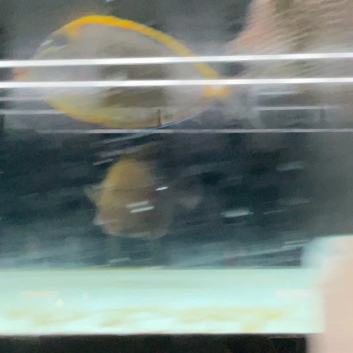 海水鱼三角一条顺丰包邮