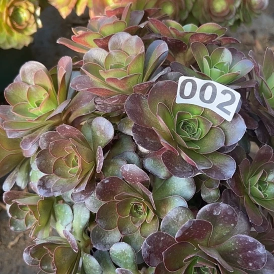 艾****姐多肉植物一个有砍