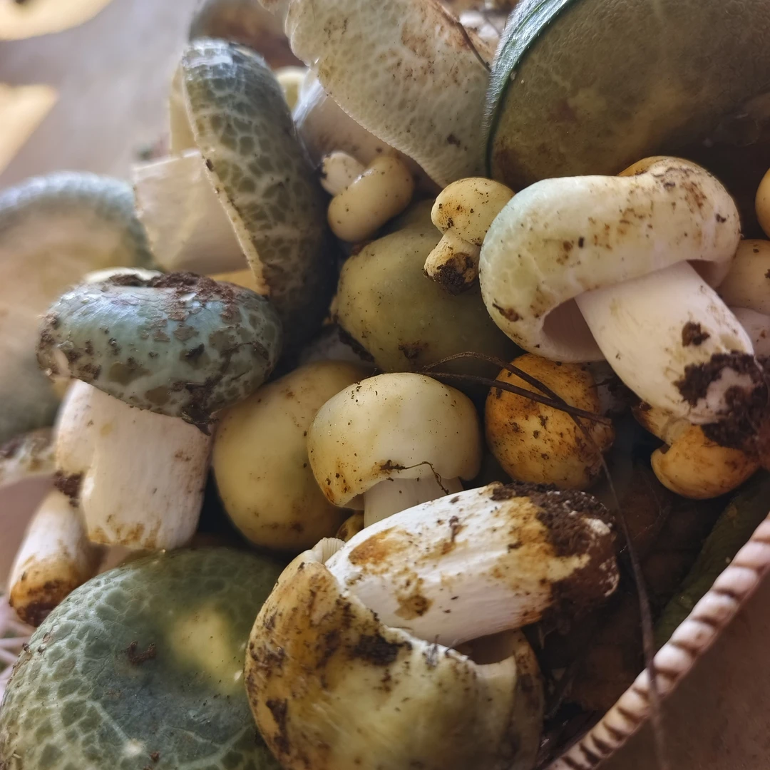 青头菌菌云南野生菌500克精品美味顺丰空运包邮