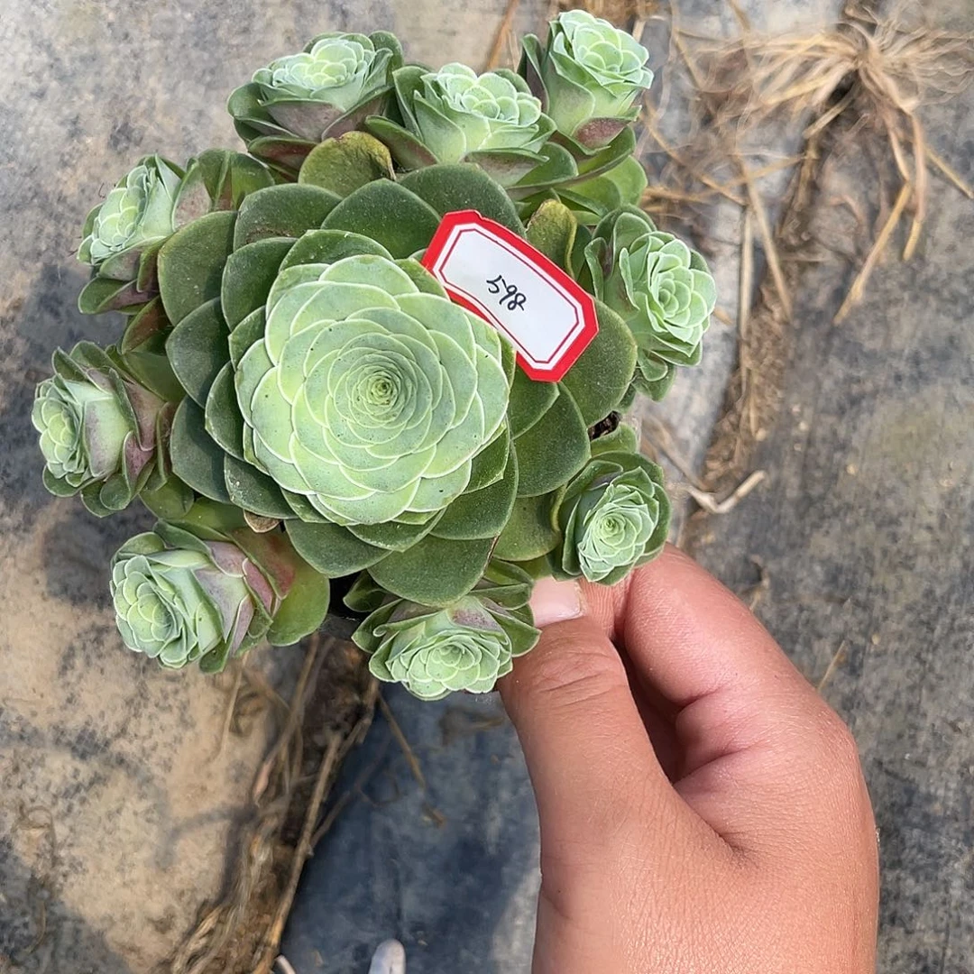 山地玫瑰多肉 598