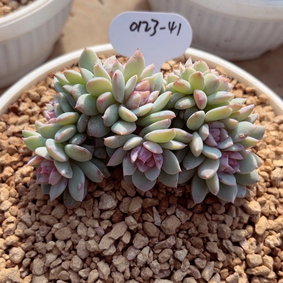 十*?0123-41戴露露缀多肉