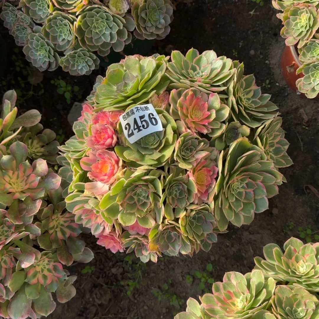 法师丘比特16-31 2456