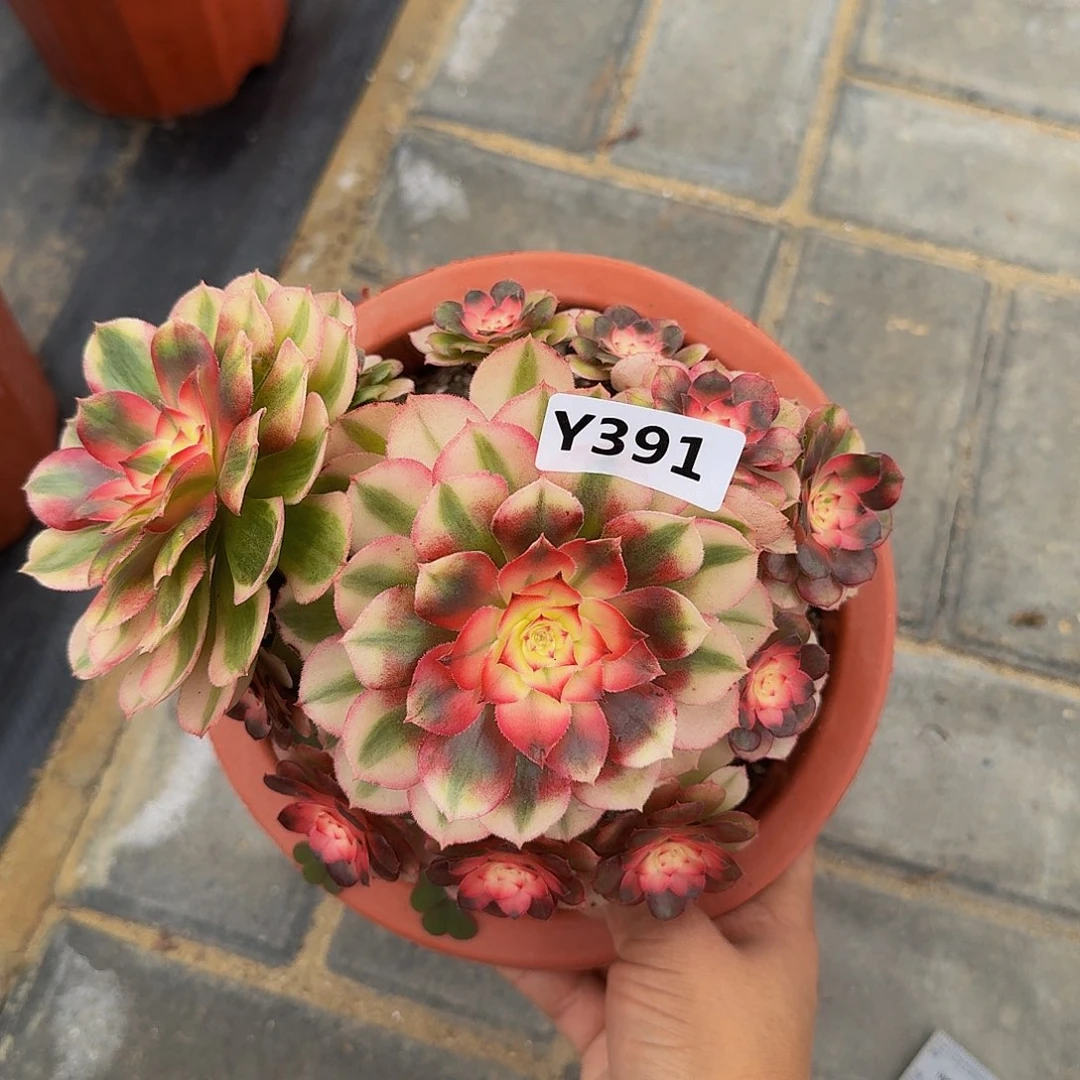 391半糖4444冠服16.7左右小颗的