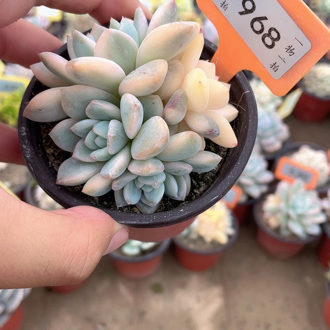 梦露锦砍头群968号