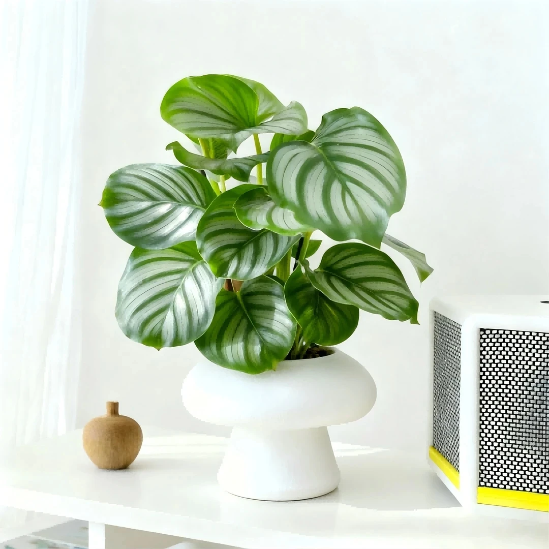 青苹果竹芋盆栽室内好养耐阴吸甲醛四季常青净化空气绿植