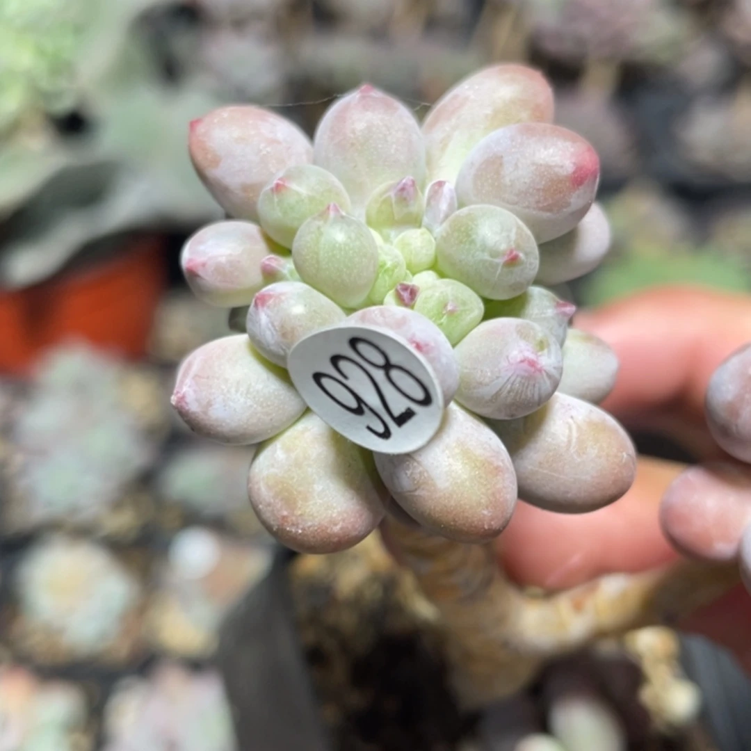 仙子奶酪缀化砍头