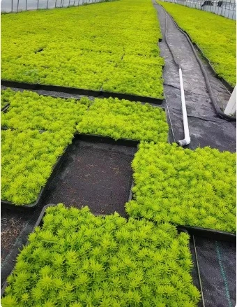 佛甲草盆栽耐寒耐热四季常绿庭院造景地被植物方盘