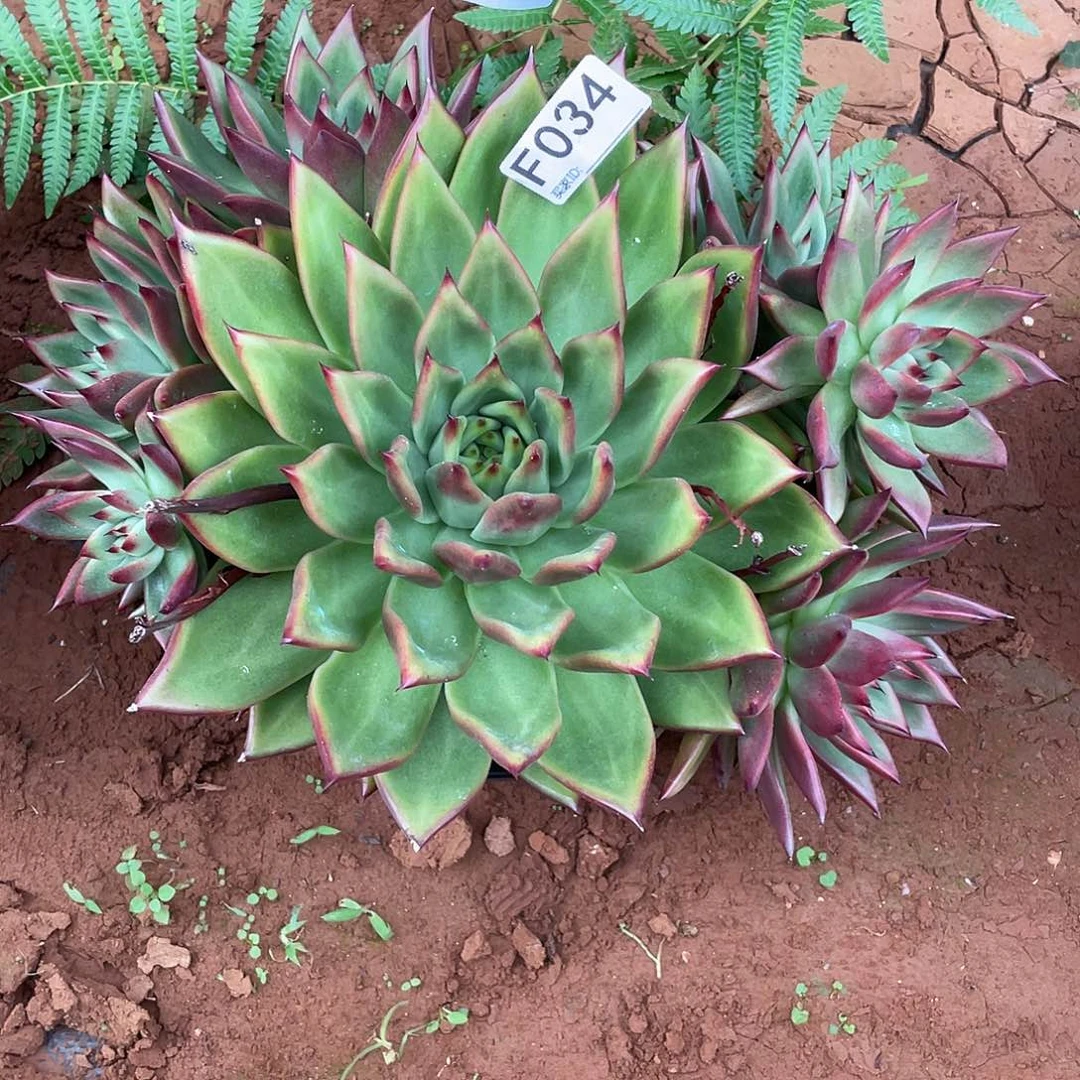 若如东云筐拍F034