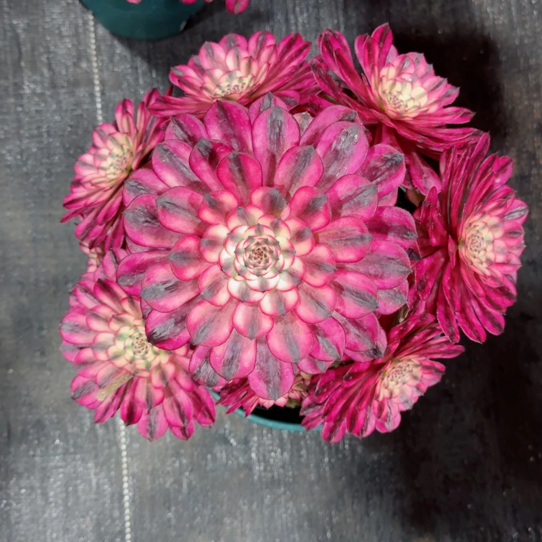 多肉植物发货发货