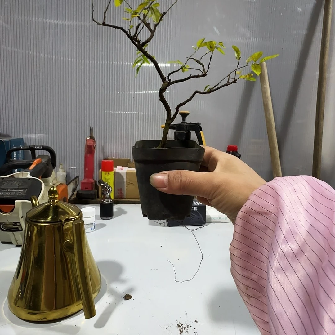 二***爷无花朵雀梅都包邮