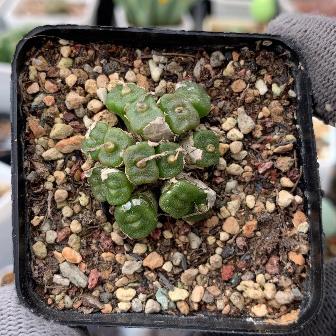 191方糖母本一颗