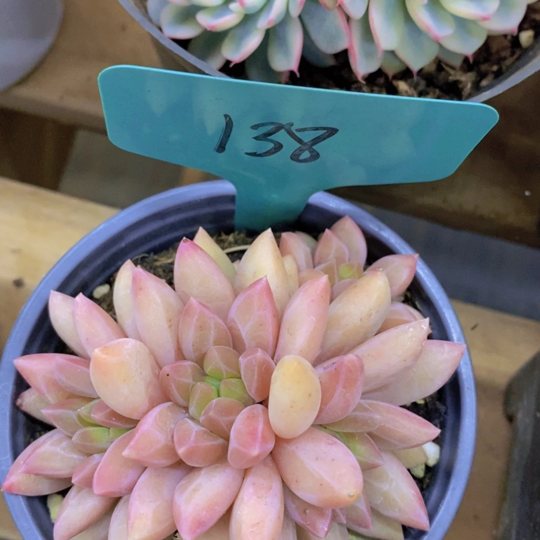 狂欢节快乐，第一场，一单就包邮