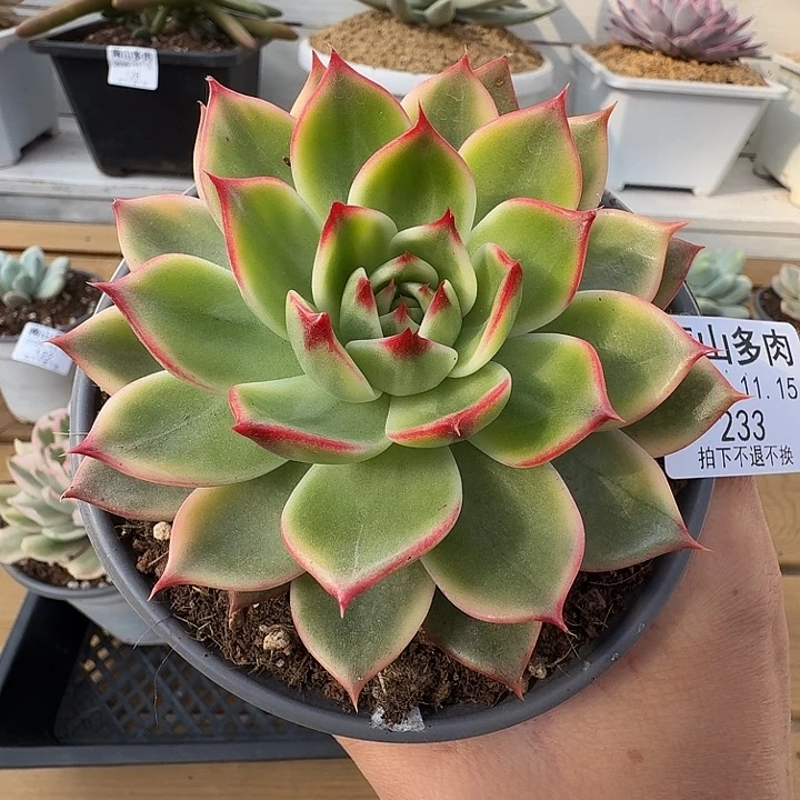 桃花锦1111115-233