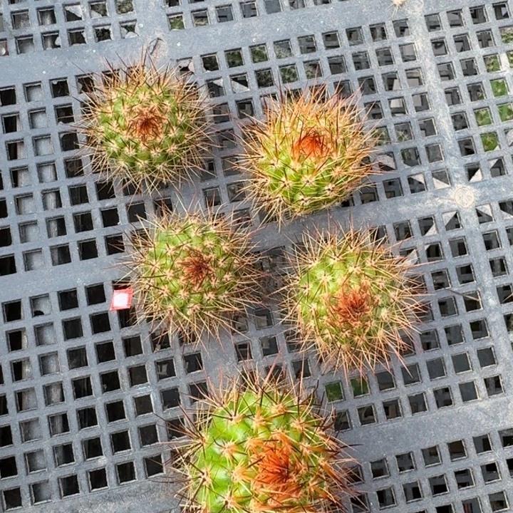 237毛小满贯歪3公分左右无根侧牙，20包邮