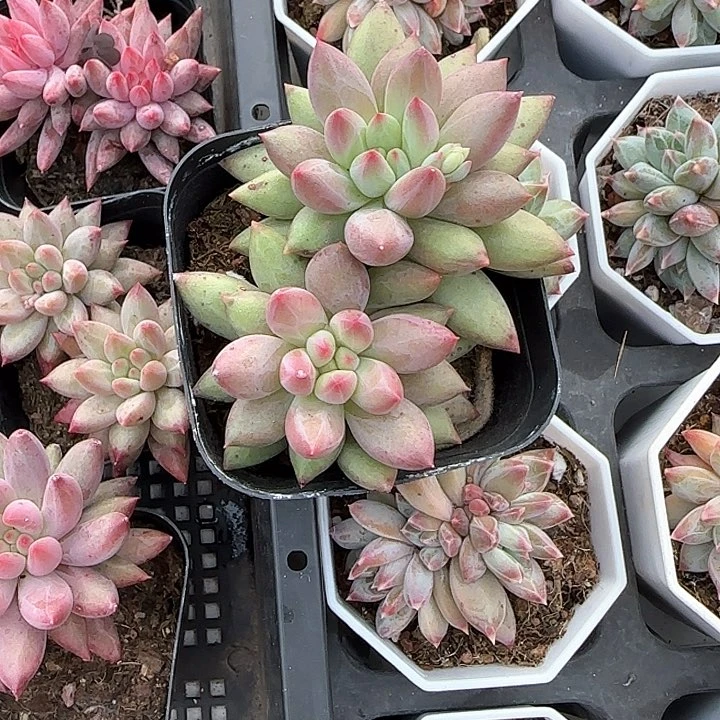 一*云青蛙王子儿童牙膏111