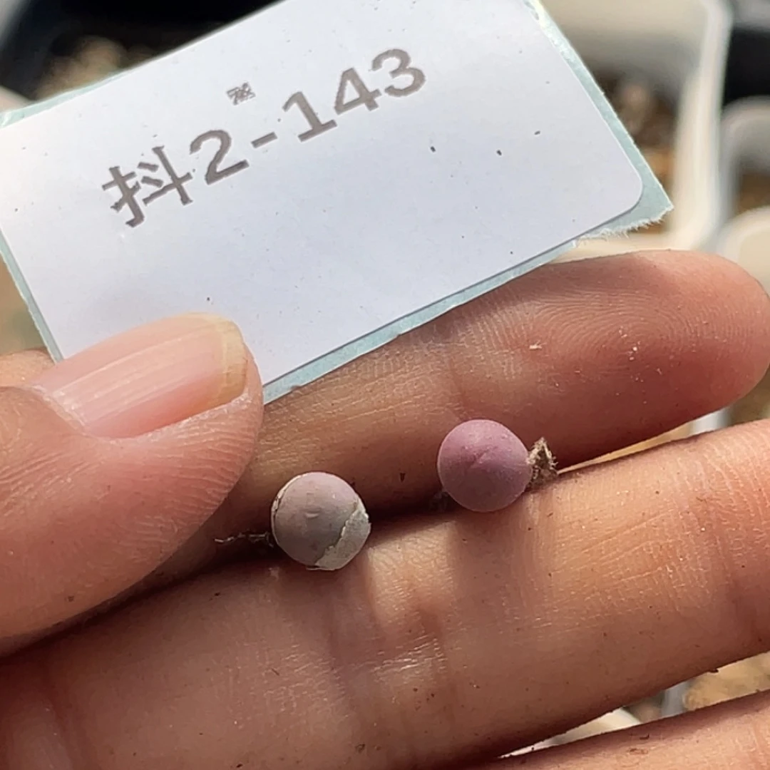 曦***曦2-143肉锥多肉植物