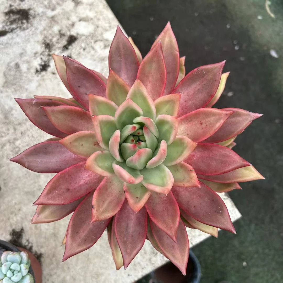 超大单头起弗兰克叶展16cm    多肉植物基地直发