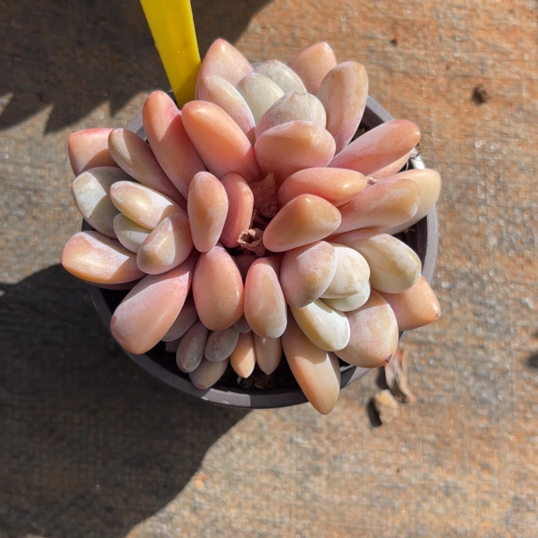 云尘多肉一物一拍1126，