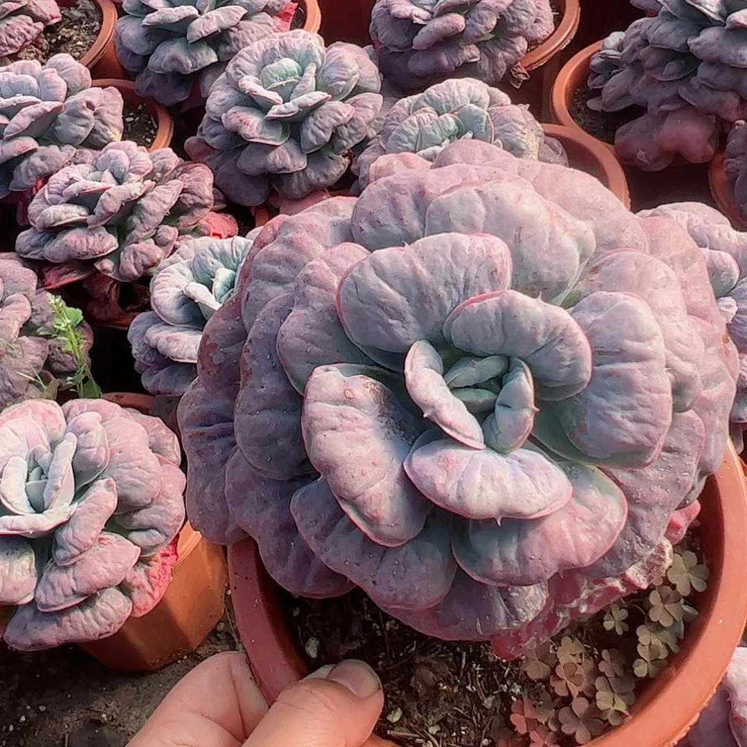 心之悦大单头老桩