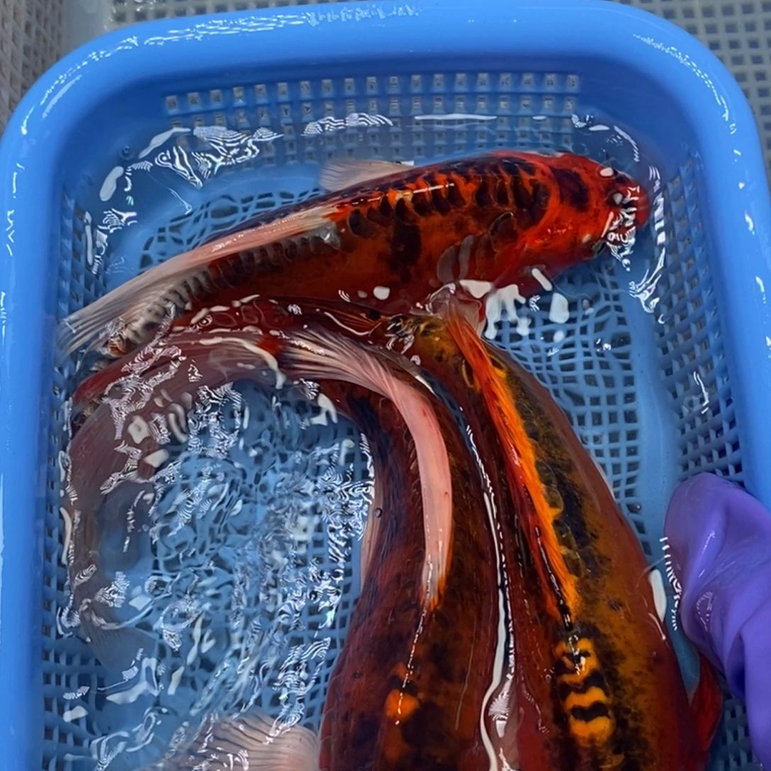 锦鲤冷水锦鲤包邮