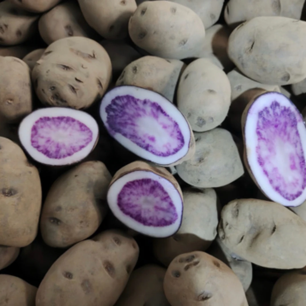 贵州高山紫心乌洋芋大果土豆新鲜现挖粉面香糯