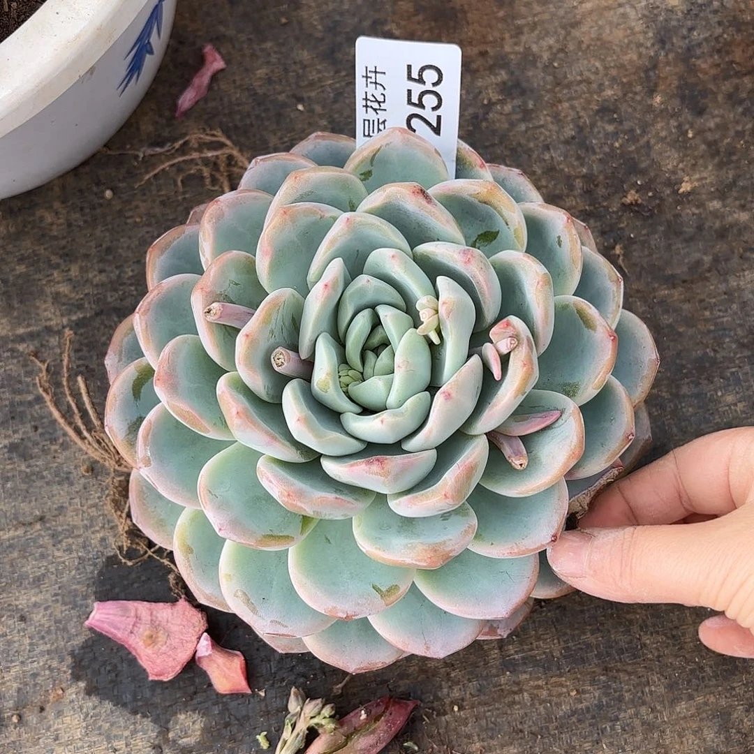 同温层多肉冰玉255