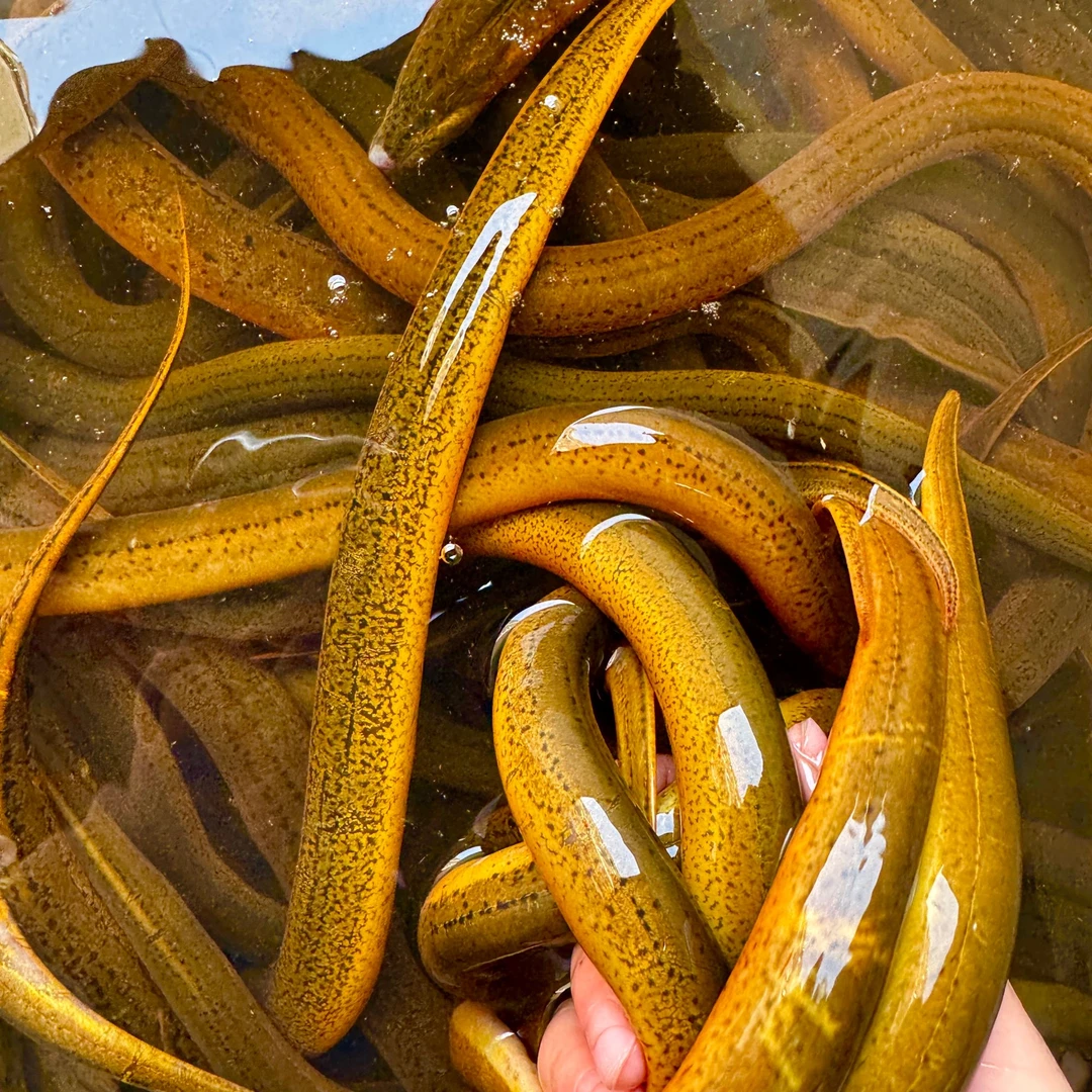 5-7两3斤士鳝鱼，顺丰包邮炸鱼