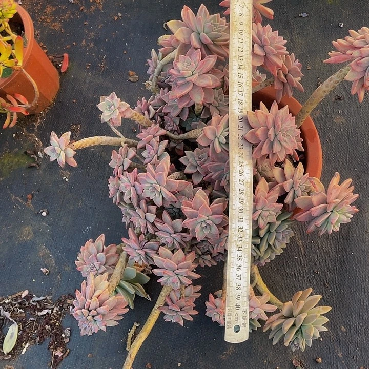 大淡雪飘枝老桩，29.，掉头不售后