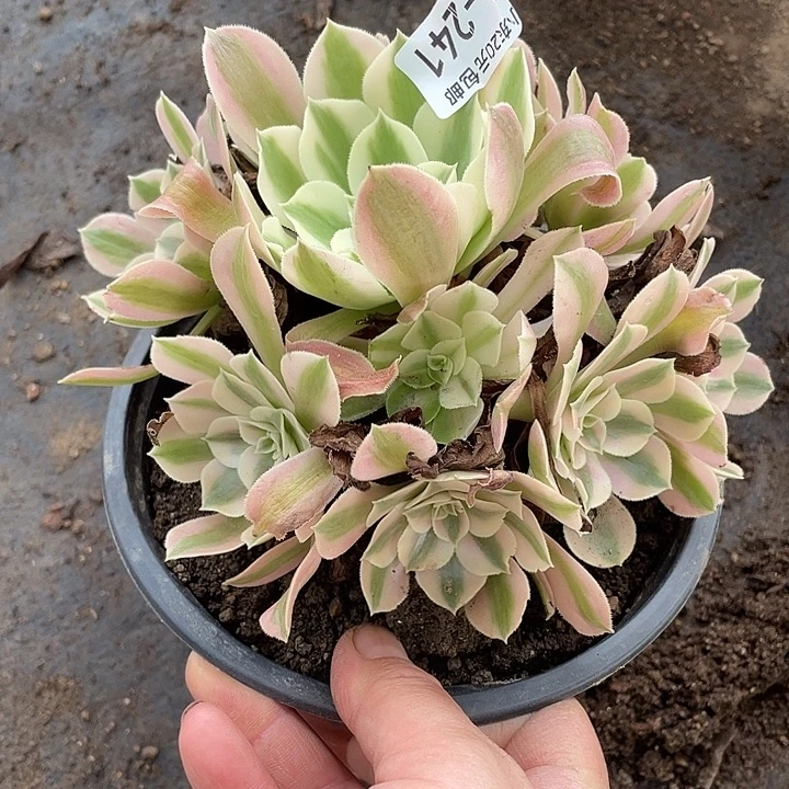 241女巫多肉植物法师